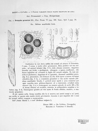 Blumeria graminis image